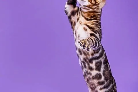 Bengal, Podkarpackie, Rzeszów