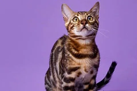 Bengal, Podkarpackie, Rzeszów