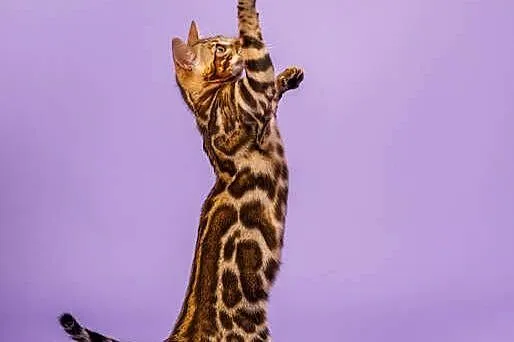 Bengal, Podkarpackie, Rzeszów