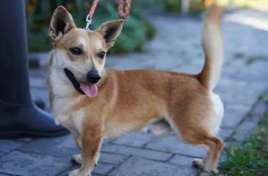Radosny, młody Figo, pokochaj!  Figo to bardzo pozytywny młody psiak. Oceniamy go na 1,5 roku. Mały,, , Warszawa