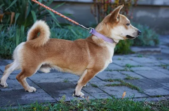 Radosny, młody Figo, pokochaj!  Figo to bardzo pozytywny młody psiak. Oceniamy go na 1,5 roku. Mały,, , Warszawa
