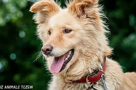 OTOZ Animals - Sigma - duża, beżowa kochana sunia po przejściach!,  pomorskie Tczew