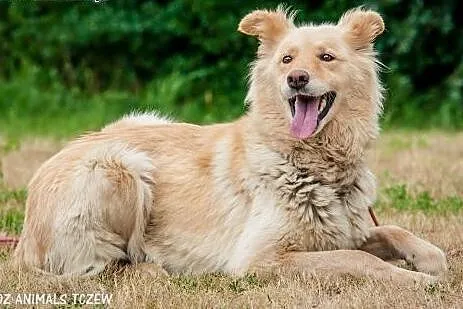 OTOZ Animals - Sigma - duża, beżowa kochana sunia 