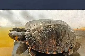 Żółw wodno lądowe, Lubelskie, Opole Lubelskie