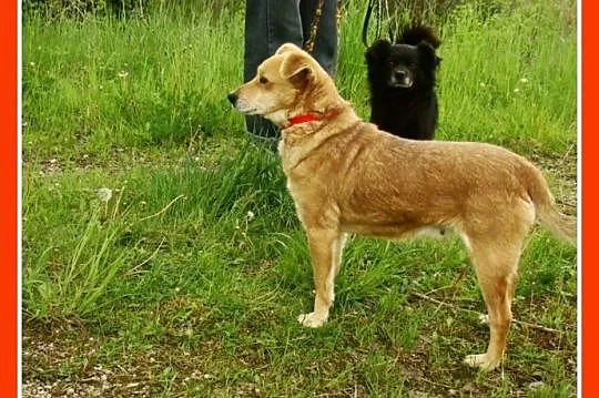 Młoda,średnia,przemiła suczka TOLA,łagodna,towarzyska_Adopcja_
