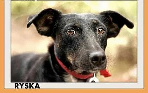RYSKA,jamnik mix,7kg,młoda,roczna,przyjazna,nieśmi