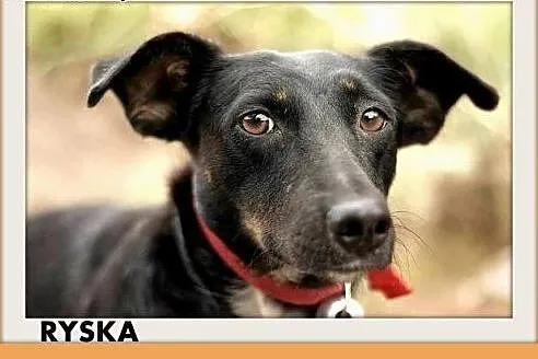 RYSKA,jamnik mix,7kg,młoda,roczna,przyjazna,nieśmi
