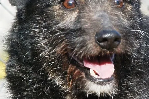 Malutki, słodki, bardzo kochany Eryczek o oczkach jak jeż - adopcja,  małopolskie Kraków