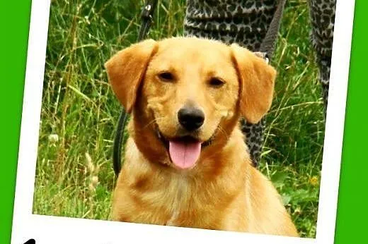 Młody spaniel mix,waga 12 kg,wesoły,energiczny psi