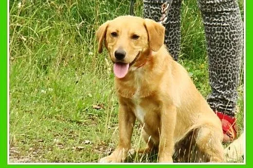Młody spaniel mix,waga 12 kg,wesoły,energiczny psi