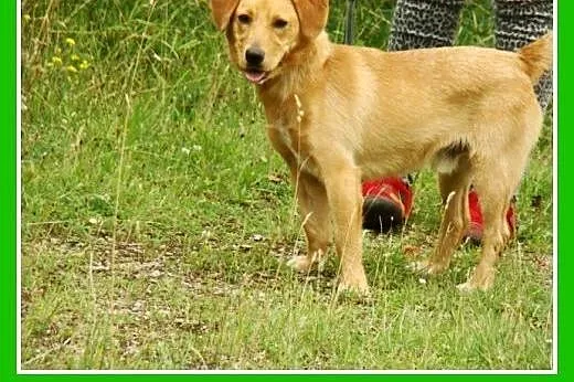 Młody spaniel mix,waga 12 kg,wesoły,energiczny psi