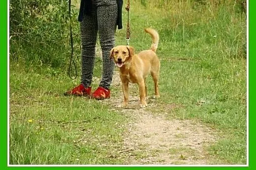 Młody spaniel mix,waga 12 kg,wesoły,energiczny psi