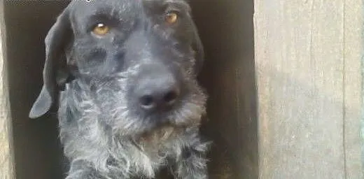 Beja - suczka wyżła niemieckiego do adopcji! Pomóż
