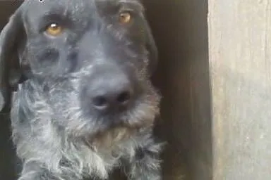 Beja - suczka wyżła niemieckiego do adopcji! Pomóż