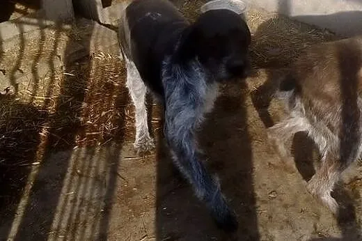 Beja - suczka wyżła niemieckiego do adopcji! Pomóż