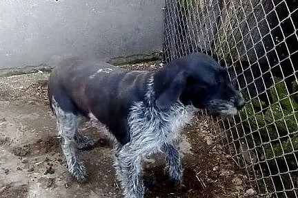 Beja - suczka wyżła niemieckiego do adopcji! Pomóż
