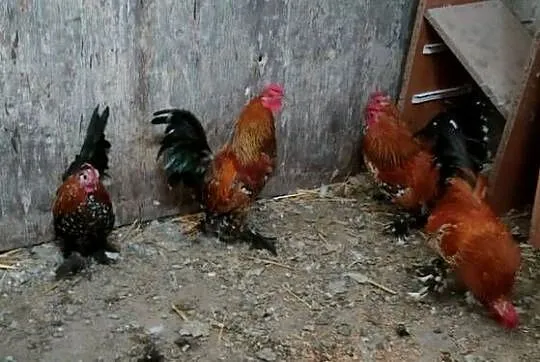 Sprzedam koguty liliputy, Lubelskie, Tokarówka