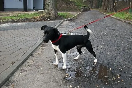 7 miesięczny Pico błaga o domek :)