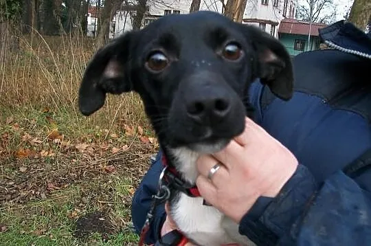 7 miesięczny Pico błaga o domek :)