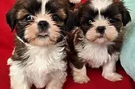 Shih Tzu suczki I piesek