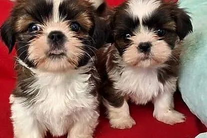 Shih Tzu suczki I piesek, Mazowieckie, Przysucha