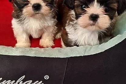 Shih Tzu suczki I piesek, Mazowieckie, Przysucha