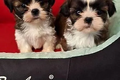 Shih Tzu suczki I piesek, Mazowieckie, Przysucha