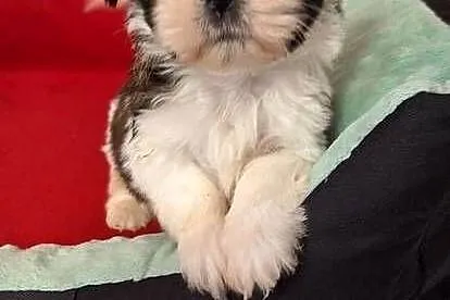 Shih Tzu suczki I piesek, Mazowieckie, Przysucha