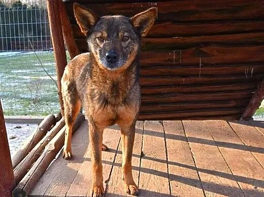Mrówka szuka domu! Adoptuj ją!, mazowieckie Warszawa, Mazowieckie, Warszawa