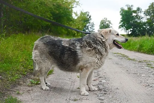 Łagodna Fanta, wspaniała i wyjątkowa sunia ADOPCJA
