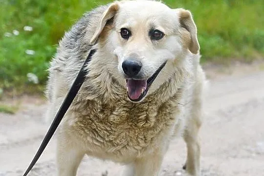 Łagodna Fanta, wspaniała i wyjątkowa sunia ADOPCJA