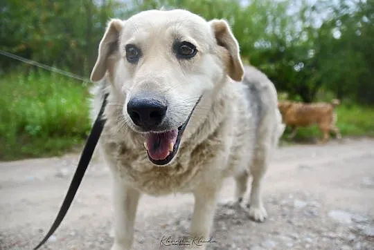 Łagodna Fanta, wspaniała i wyjątkowa sunia ADOPCJA
