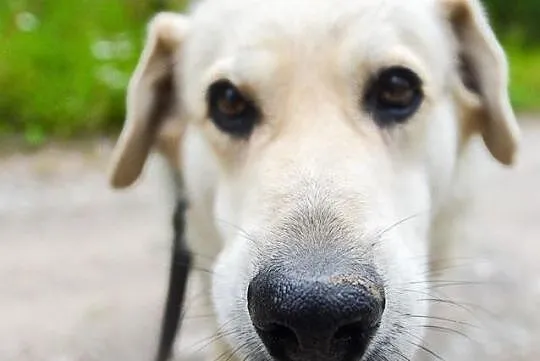 Łagodna Fanta, wspaniała i wyjątkowa sunia ADOPCJA
