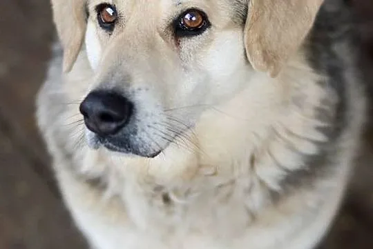 Łagodna Fanta, wspaniała i wyjątkowa sunia ADOPCJA