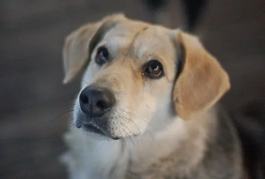Łagodna Fanta, wspaniała i wyjątkowa sunia ADOPCJA