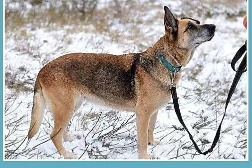 Seniorka,spokojna, łagodna, zrównoważona, przyjazn