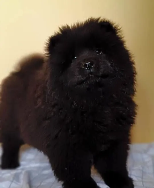 Chow Chow piesek, Małopolskie, Kraków