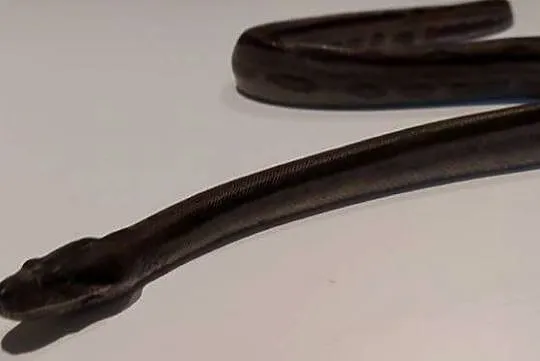Boa Imperator Samica