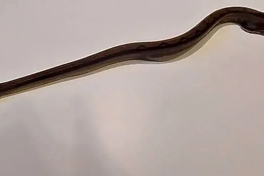 Boa Imperator Samica, Śląskie, Tychy