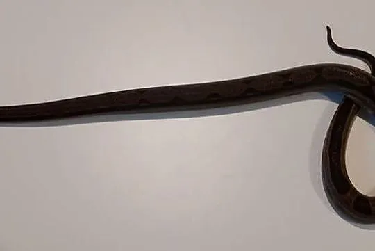 Boa Imperator Samica, Śląskie, Tychy