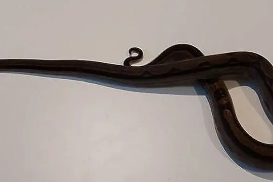 Boa Imperator Samica, Śląskie, Tychy