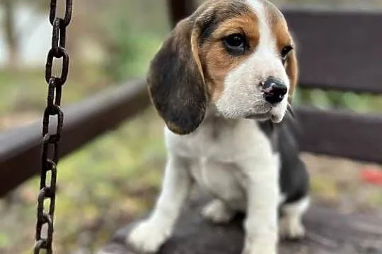 Śliczna suczka rasy Beagle z rodowodem