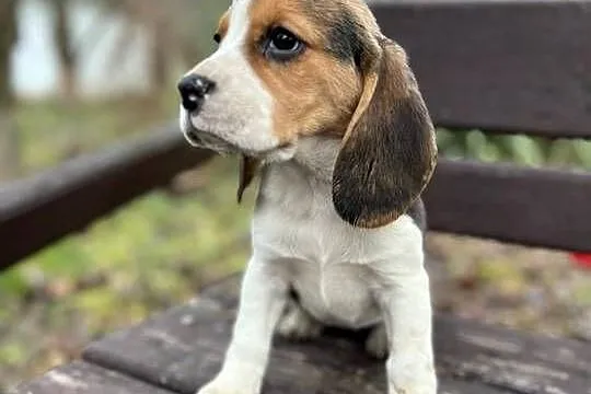 Śliczna suczka rasy Beagle z rodowodem, Śląskie, Dąbrowa Górnicza