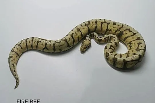 Pytony królewskie, Śląskie, Zawiercie