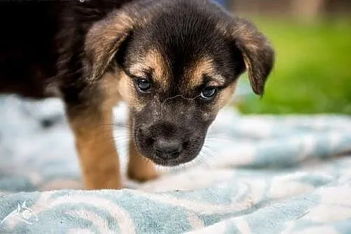 Super sunieczka! Piękna psia! Szczeniak do adopcji,  mazowieckie Warszawa