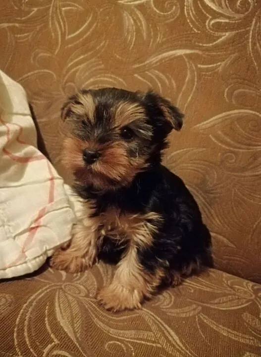 Piesek rasy Yorkshire Terrier..., Śląskie, Czechowice-Dziedzice