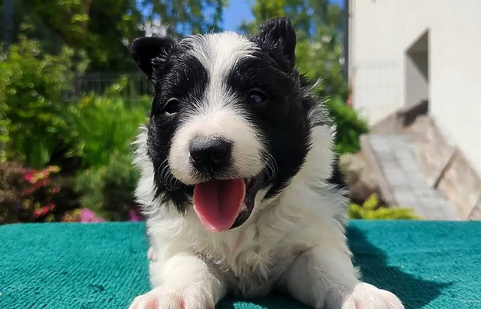 Suczka Border Collie - Rasowy szczeniak z Hodowli, pełna dok., Podkarpackie, Iwonicz