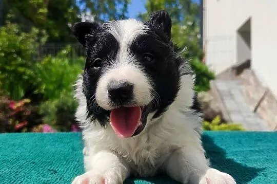 Suczka Border Collie - Rasowy szczeniak z Hodowli, pełna dok., Podkarpackie, Iwonicz