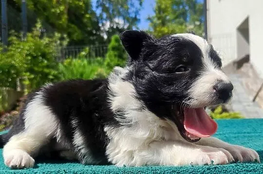 Suczka Border Collie - Rasowy szczeniak z Hodowli, pełna dok., Podkarpackie, Iwonicz