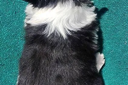 Suczka Border Collie - Rasowy szczeniak z Hodowli, pełna dok., Podkarpackie, Iwonicz